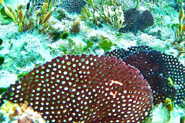 underwater view of a coral