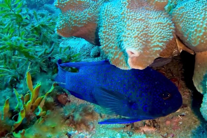 Western Blue Devil Fish