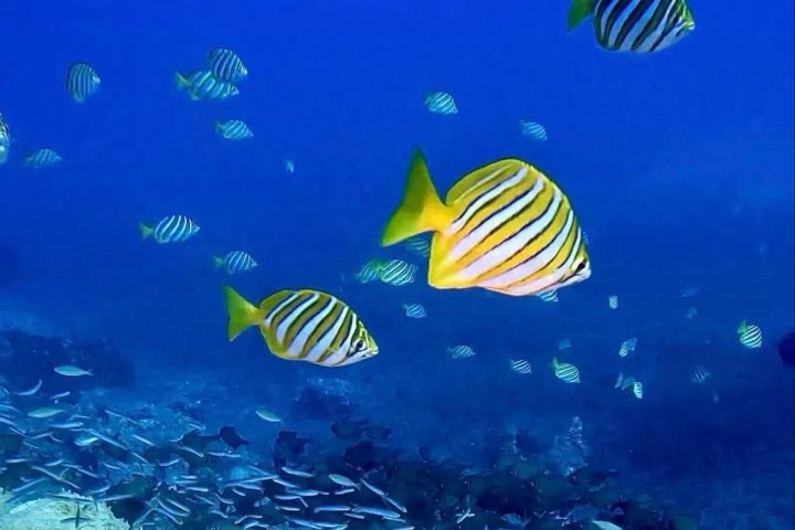 a group of fish in the water