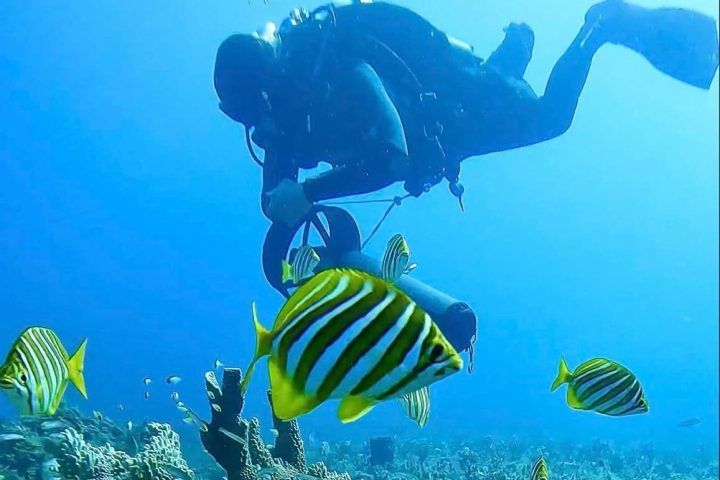 an underwater shot of diver and fish