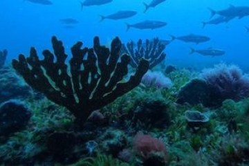 underwater view of a coral reef