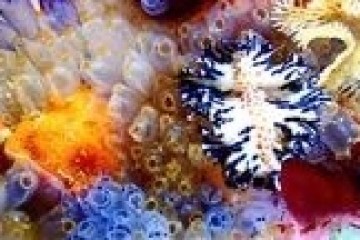 underwater view of a coral