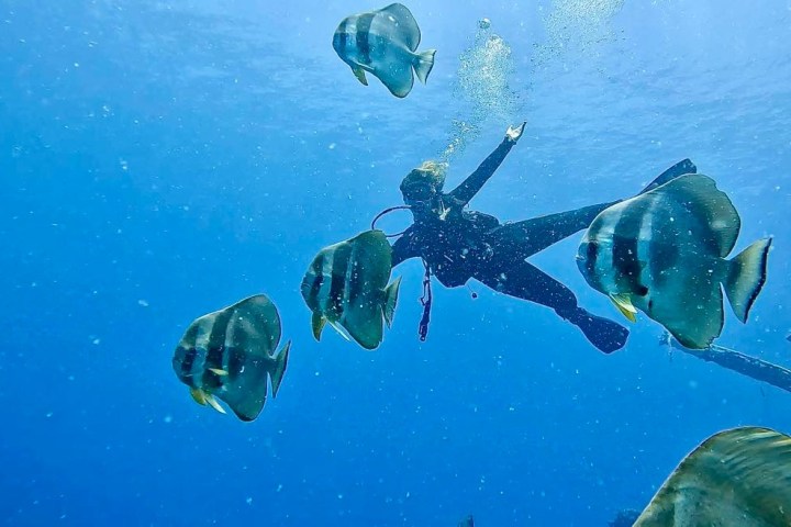 a flock of seagulls are swimming in the water