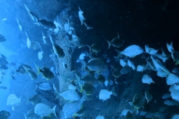 Underwater scene with a school of fish swimming near a coral reef.