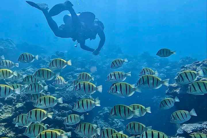 Diver swimming above a school of striped fish in clear blue water.