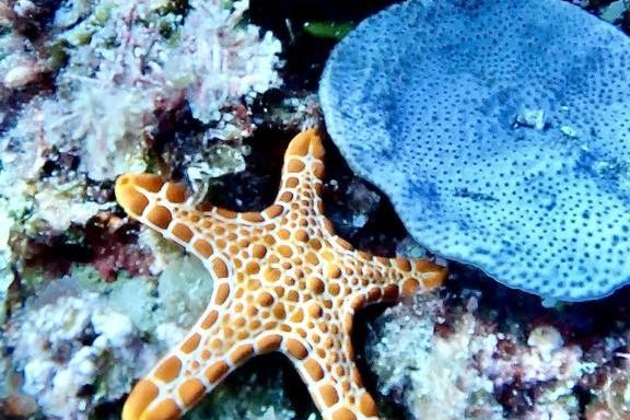 starfish 4 mile reef