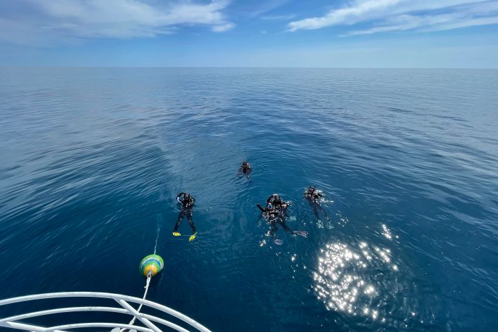 a group of people swimming in a body of water