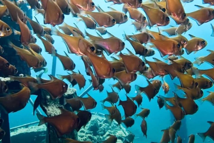 Schools of fish under the Busselton Jetty