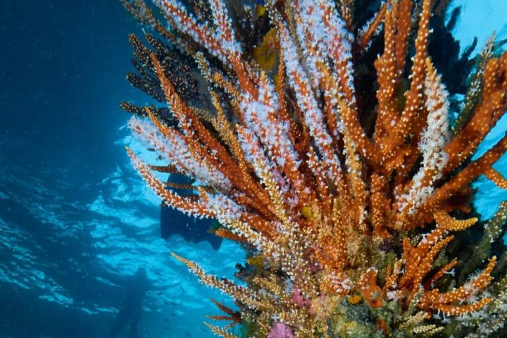 Colorful coral reef with various sponges underwater with snokelers in background.
