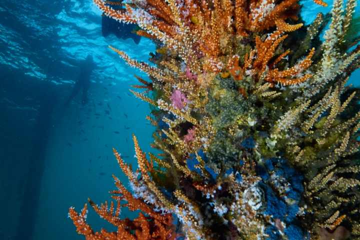 Colorful coral reef with various sponges underwater with snokelers in background.