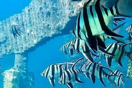 a close up of a logo