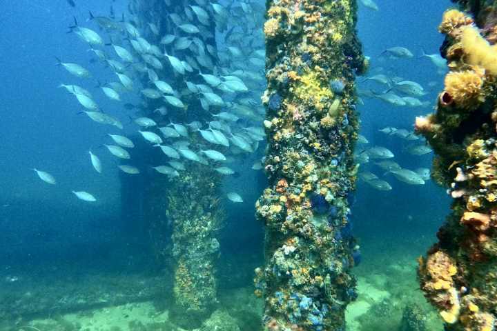 Underwater view of fish school swimming among coral-covered pillars.