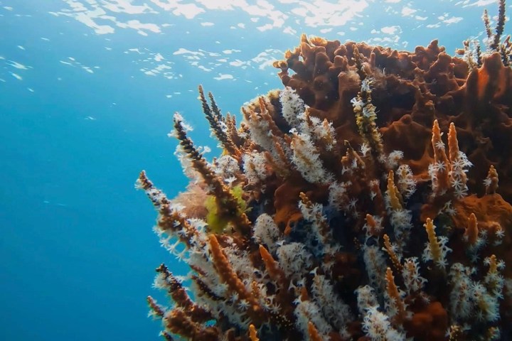 a view of a coral