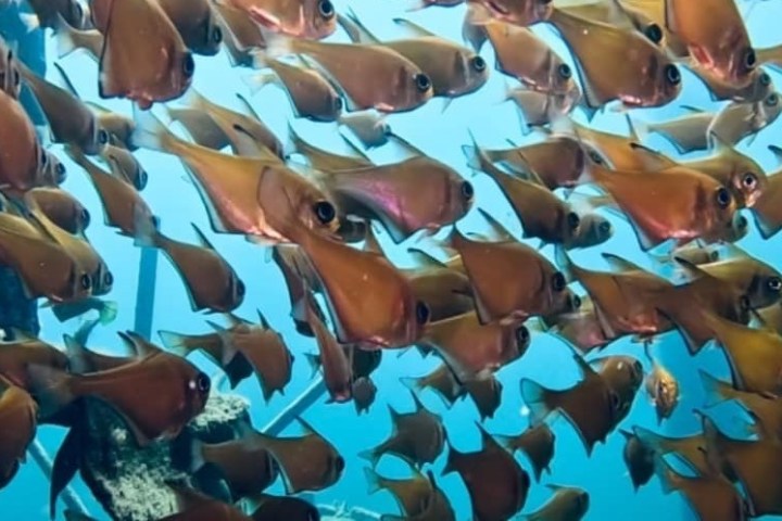 a person swimming in a body of water