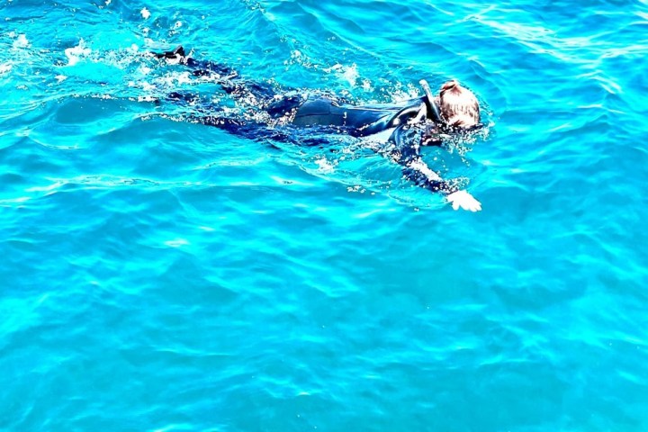 a dog swimming in a pool of water