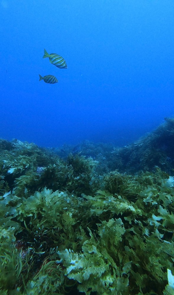 underwater view of a swimming pool