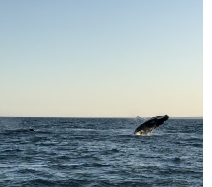 a bird flying over a body of water