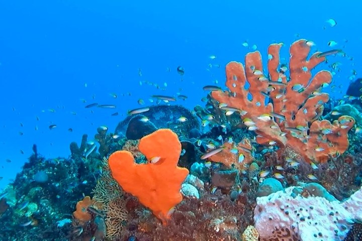 underwater view of a coral