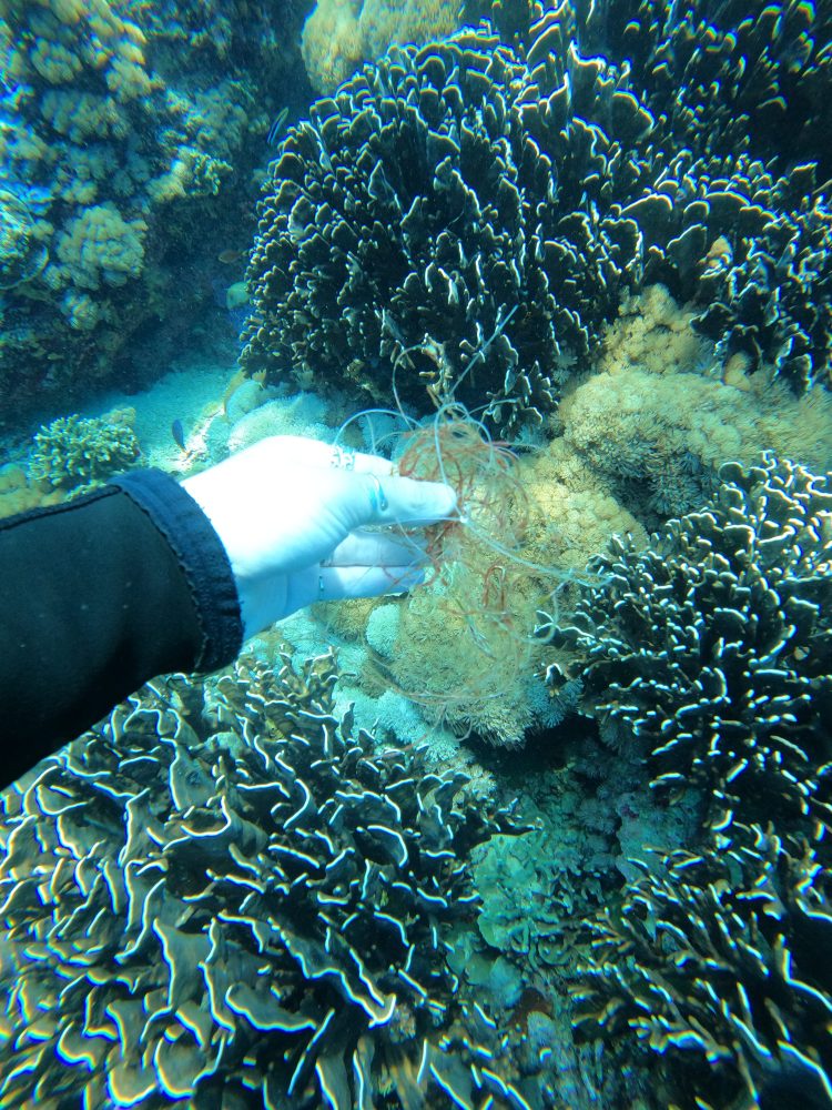 underwater view of a coral