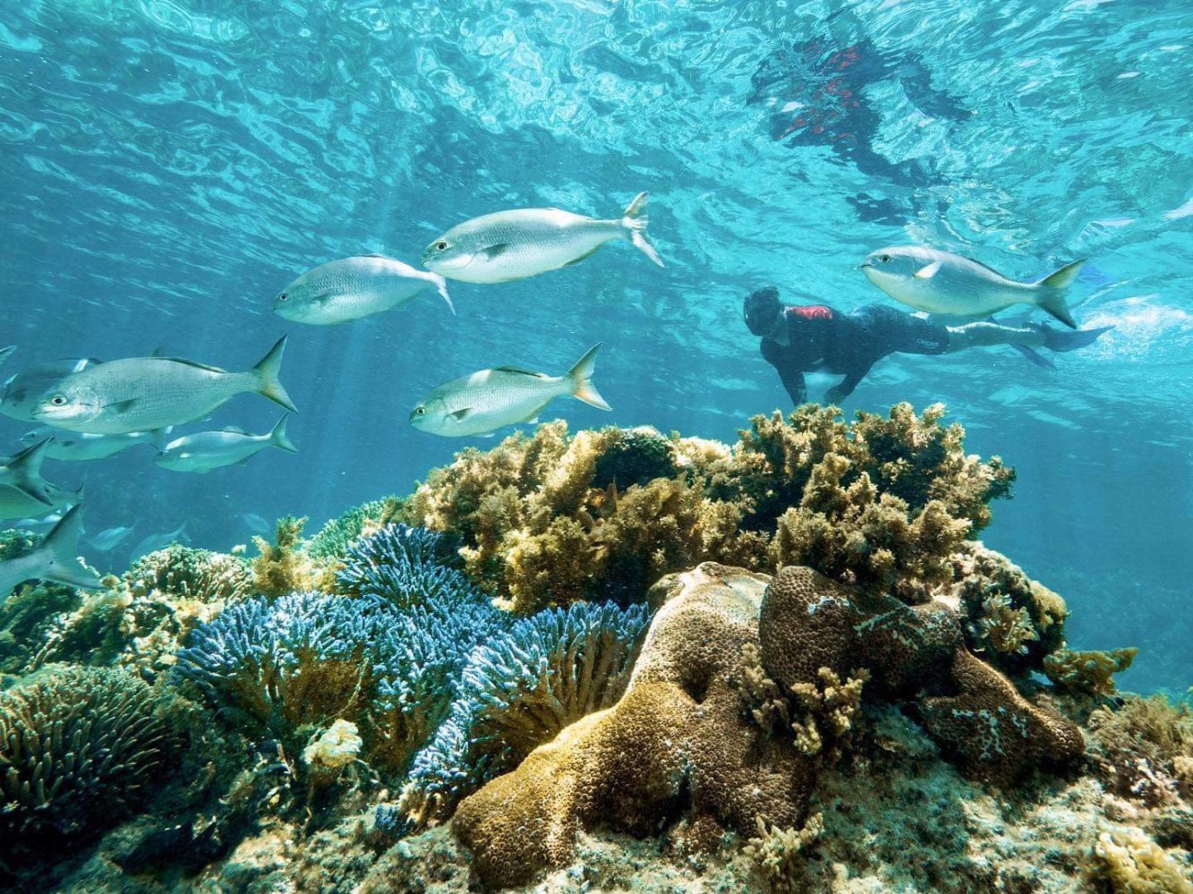 underwater view of a large rock