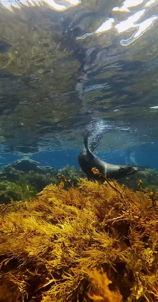 a bird standing next to a body of water