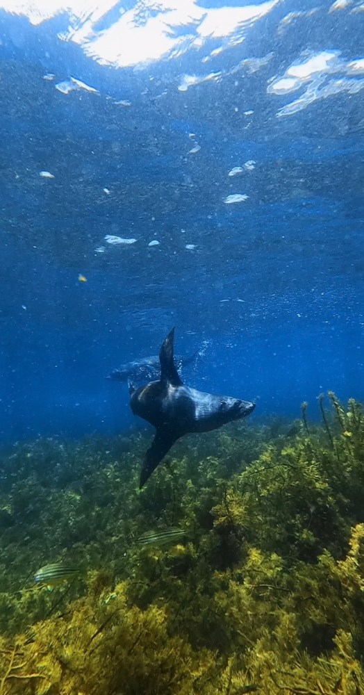 underwater view of a mountain