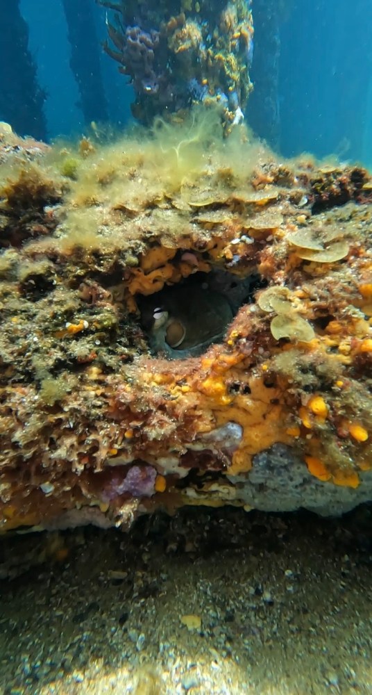 underwater view of a coral