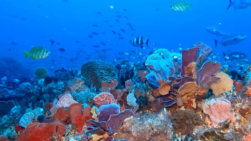a group of people are underwater