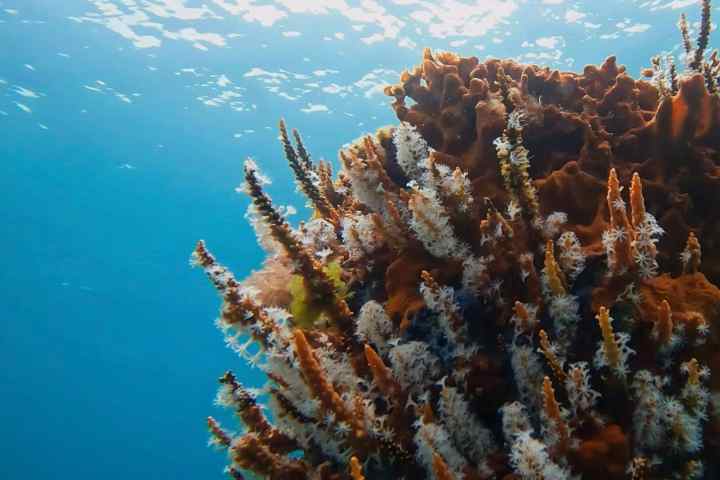 Underwater view of colorful corals with sunlight filtering through the water.