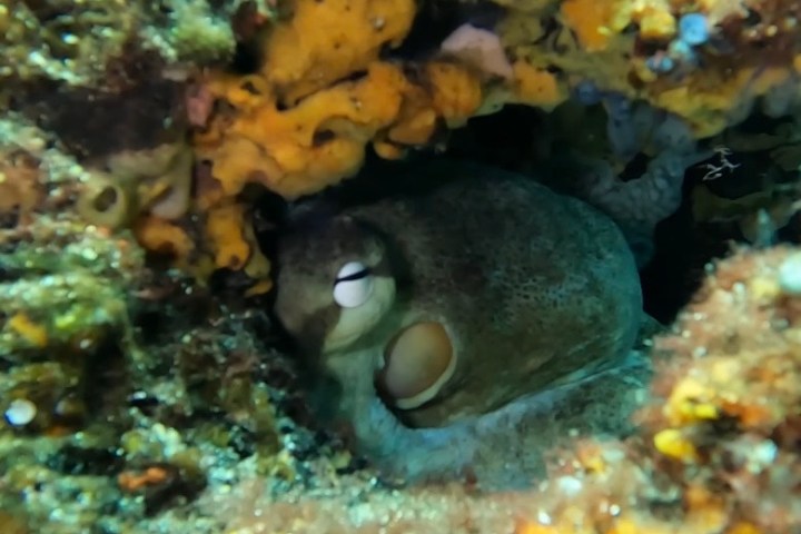 Octopus hiding in a coral crevice with yellow and green algae underwater.