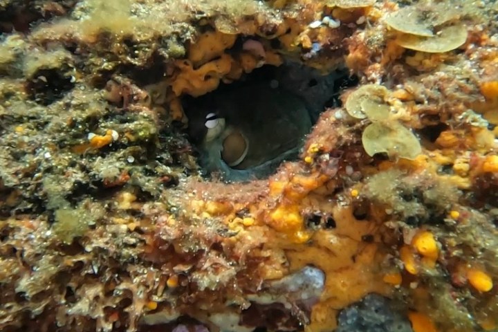Underwater scene with coral, sea weed, and a small opening in the reef