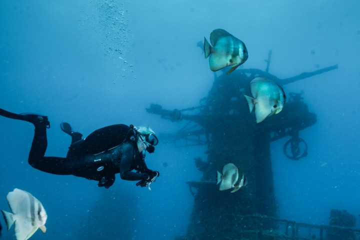 Diver swims near sunken ship with fish in clear blue water.