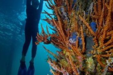 Diver underwater near vibrant coral reef, wearing fins and wetsuit, silhouetted against blue ocean background.