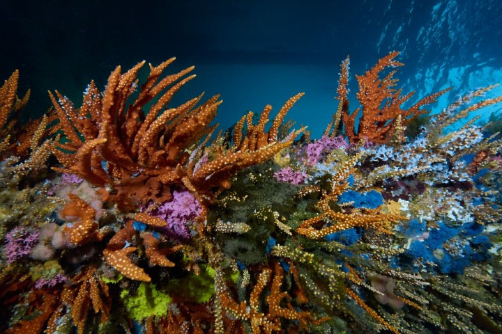 Vibrant underwater coral reef with orange branches and colorful marine life.